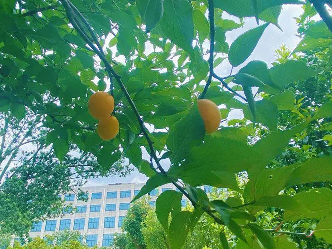 風(fēng)景這邊獨好！東大環(huán)境美景一覽，請查收