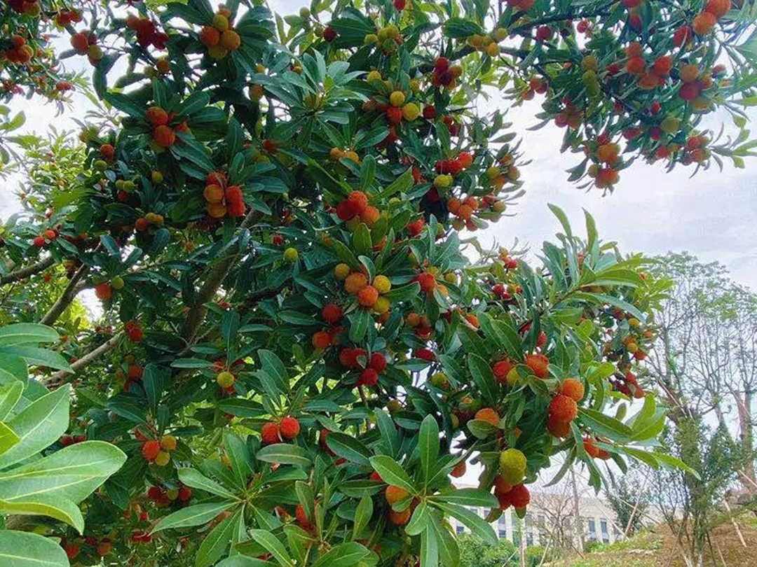 風(fēng)景這邊獨好！東大環(huán)境美景一覽，請查收